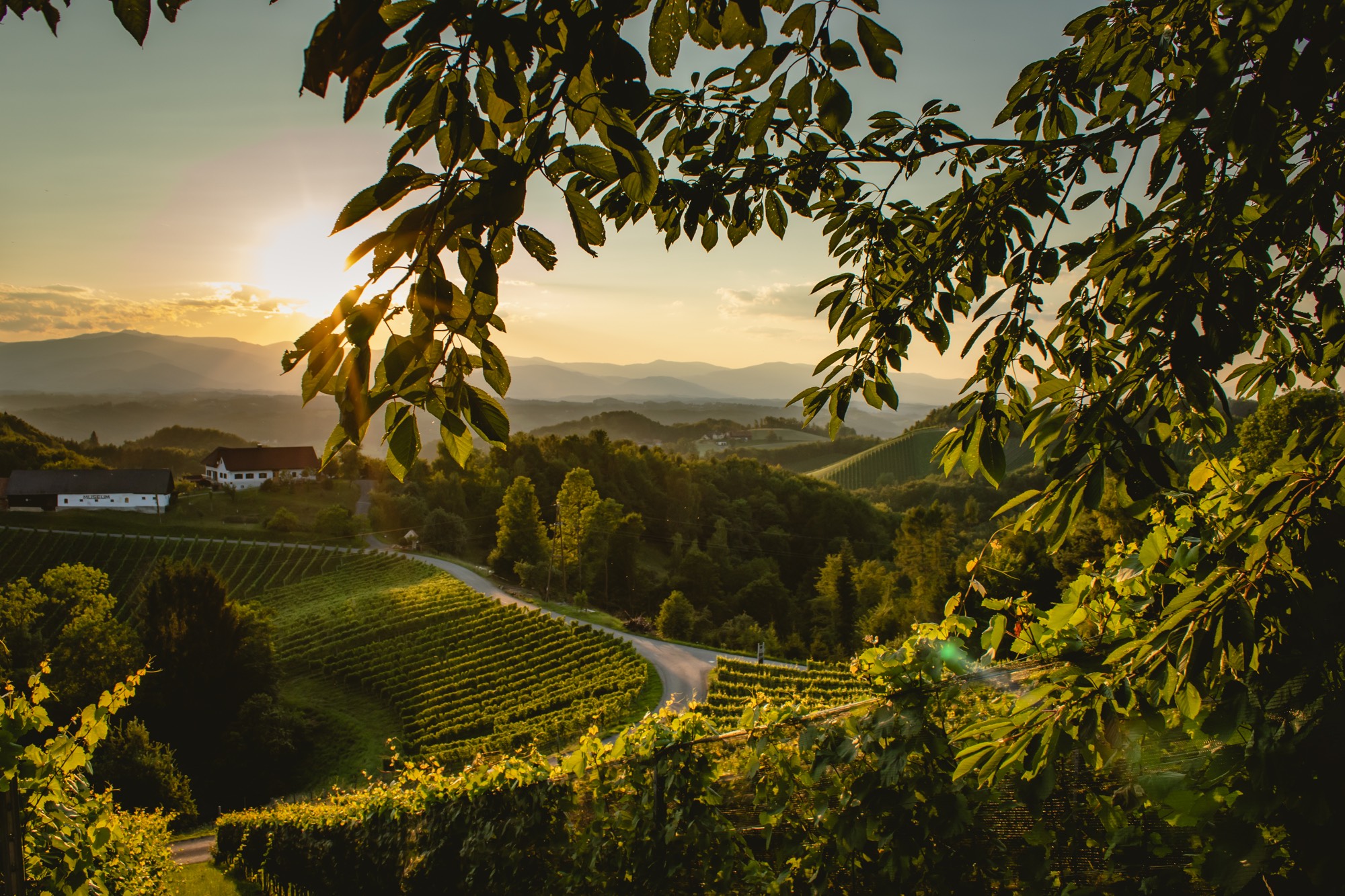 Weingut & Gästehaus Wildbacher Südsteiermark Eichberg-Trautenburg