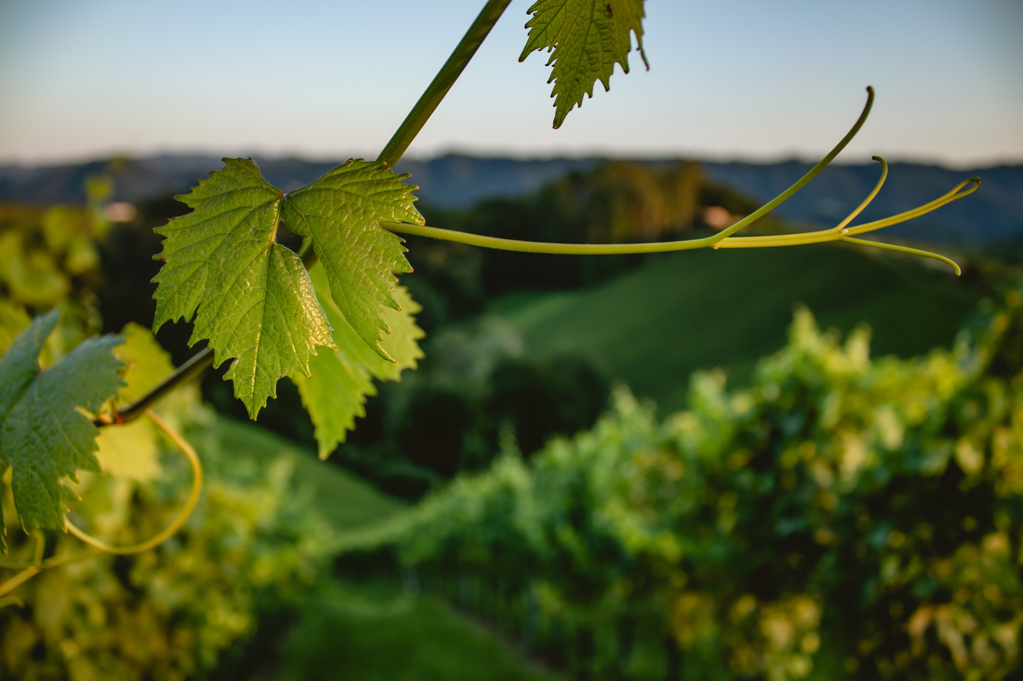 Weingut & Gästehaus Wildbacher Südsteiermark Eichberg-Trautenburg