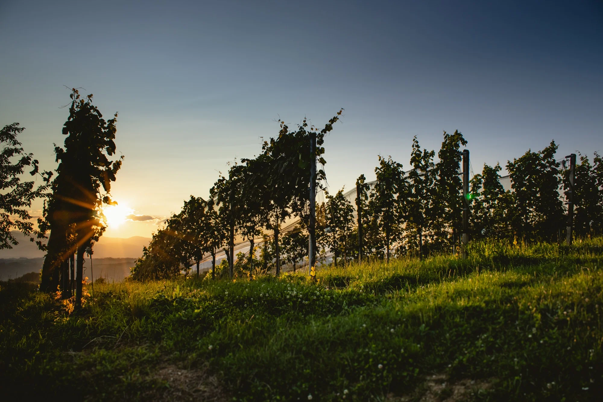 Weingut & Gästehaus Wildbacher Südsteiermark Eichberg-Trautenburg